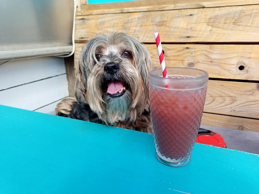 Boomer chilling on holiday
